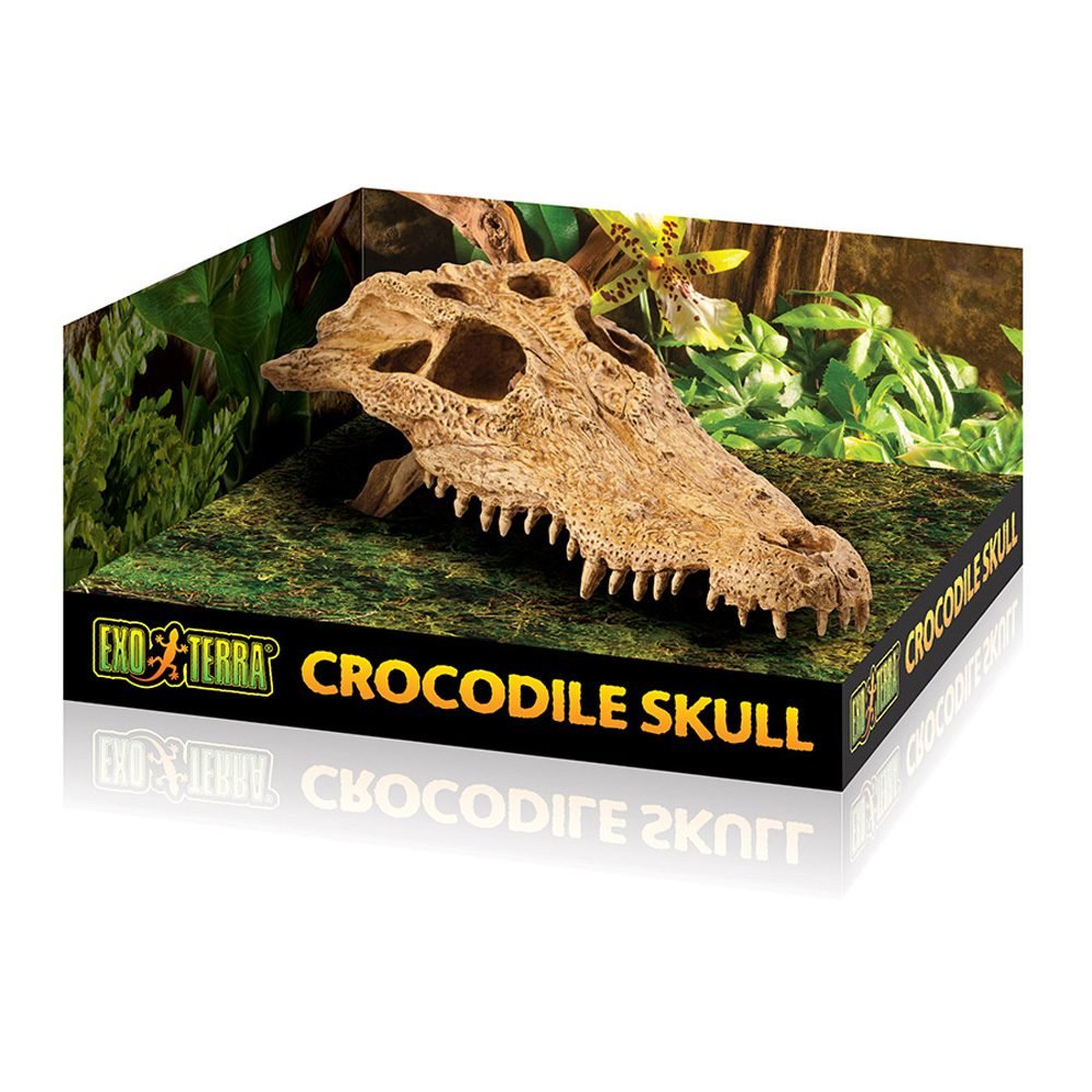 ET Crocodile Skull, PT2856