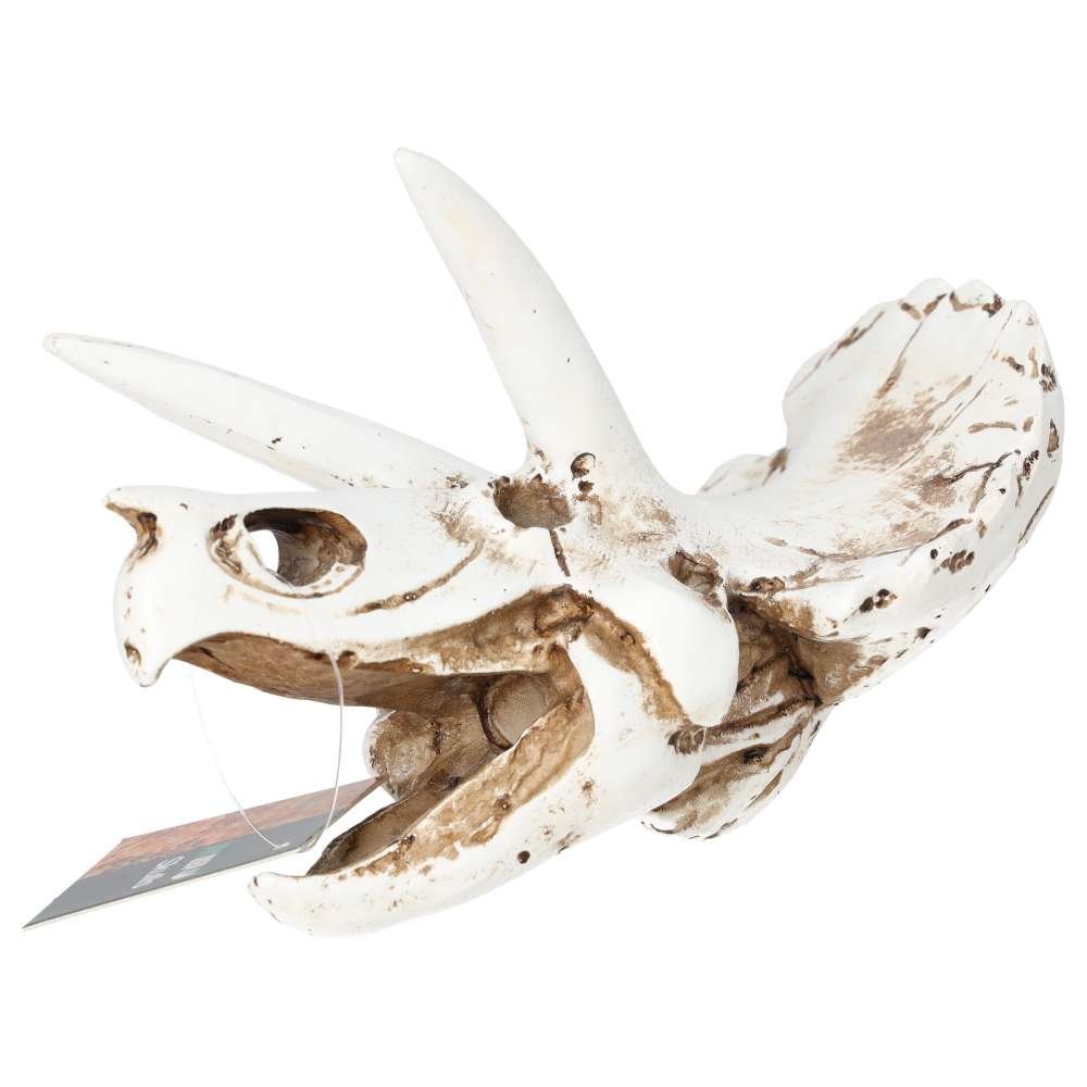 PR Triceratops Skull 17x12x12.5cm DPS035