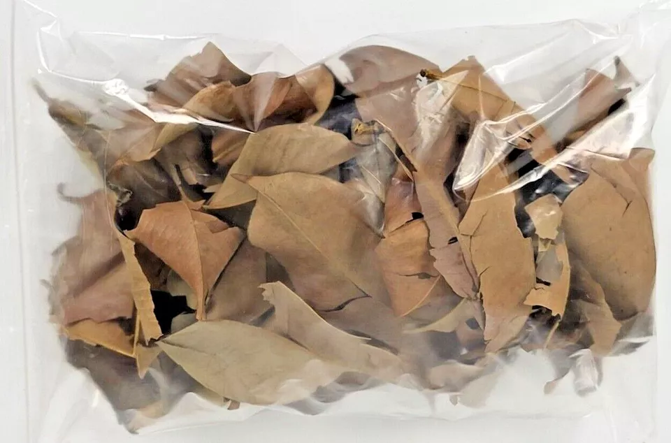 Magnolia Leaf Litter